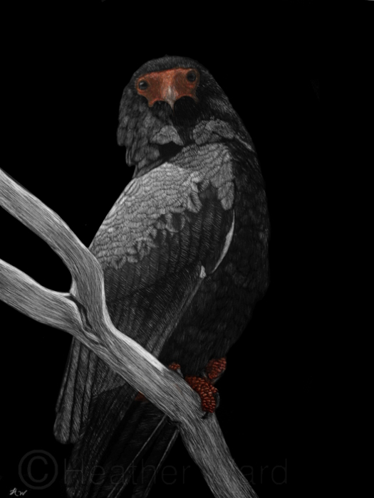 Bateleur Eagle