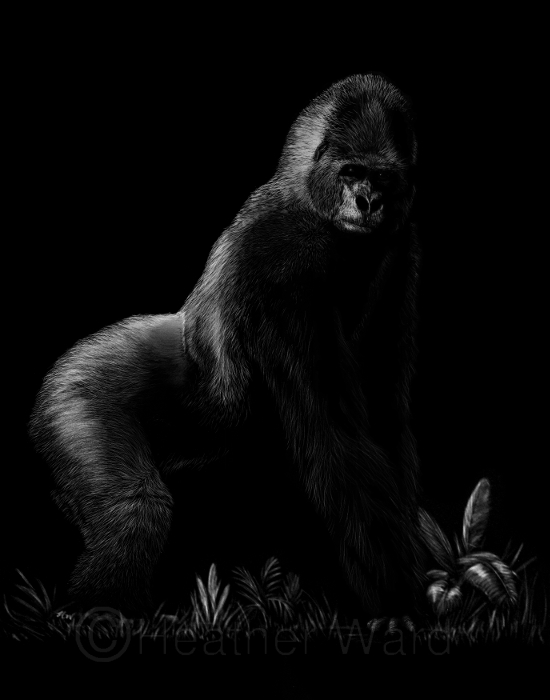 Western Lowland Gorilla