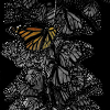 Monarch Butterfly