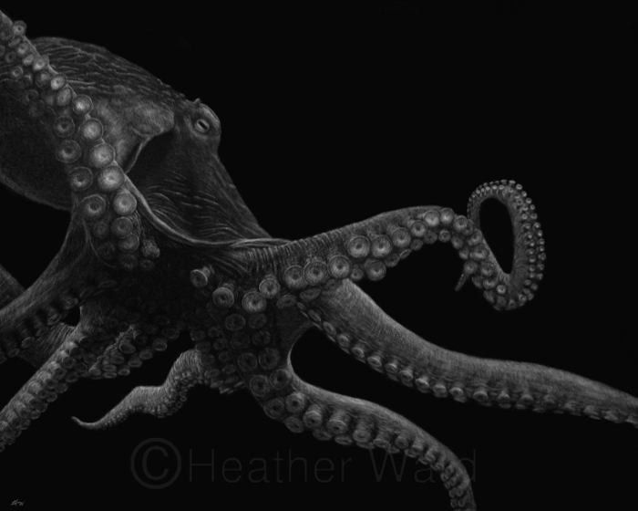 Giant Pacific Octopus