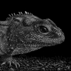 Tuatara
