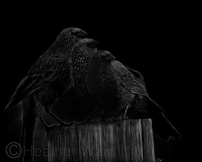Apostlebird
