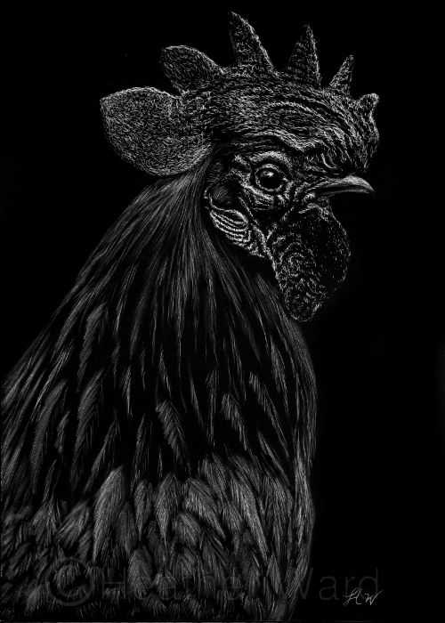 Domestic Chicken