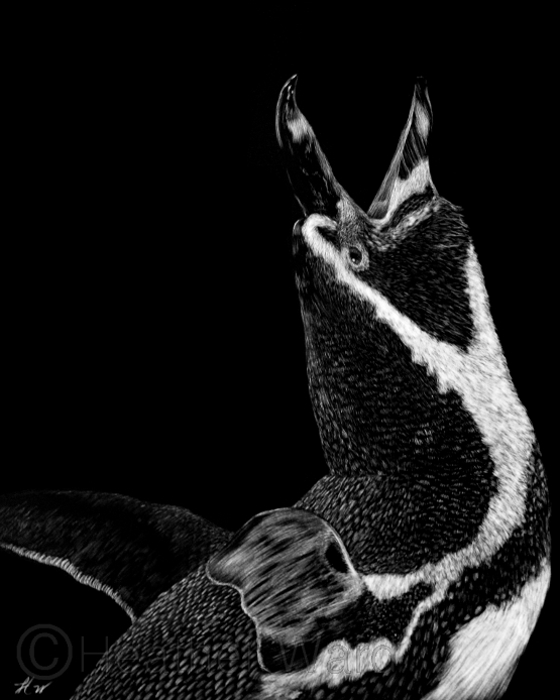 Humboldt Penguin