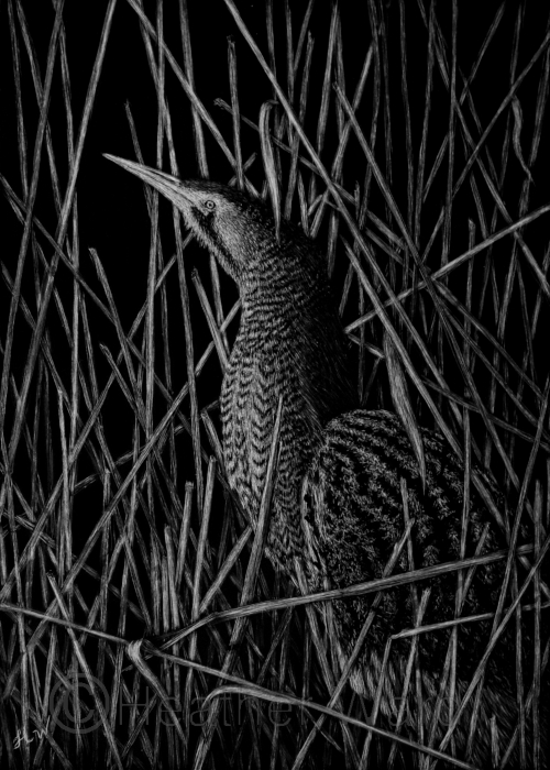 Pinnated Bittern