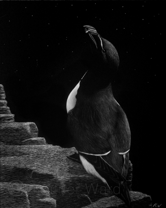 Razorbill