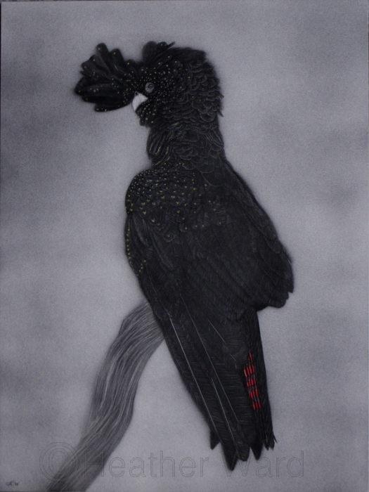 Red-tailed Black Cockatoo