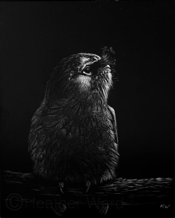 Tawny Frogmouth