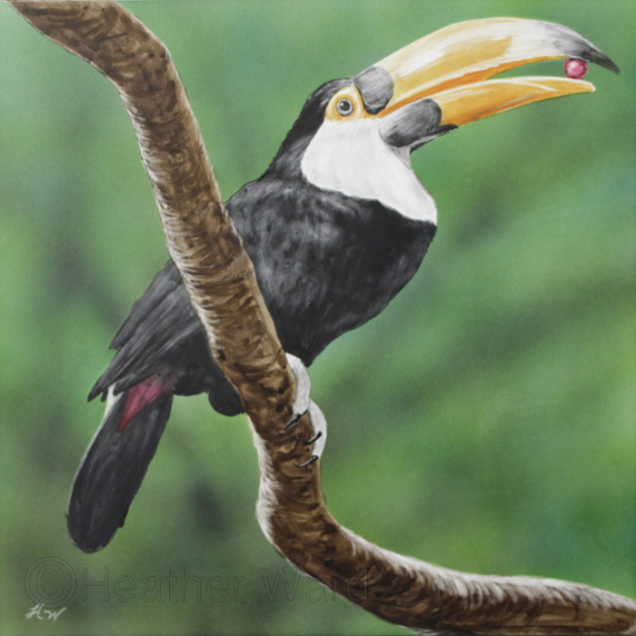 Toco Toucan
