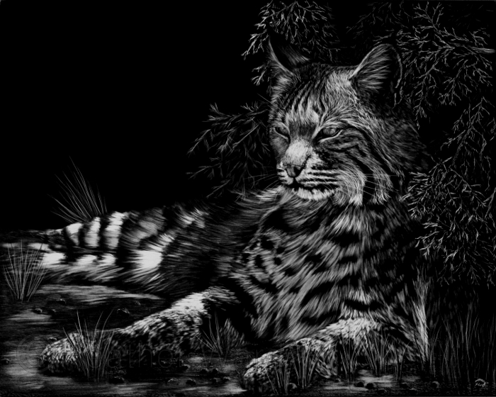 Bobcat