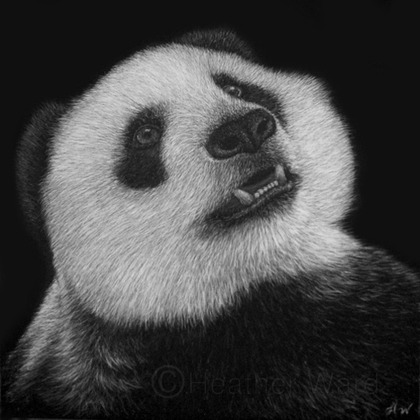 Giant Panda