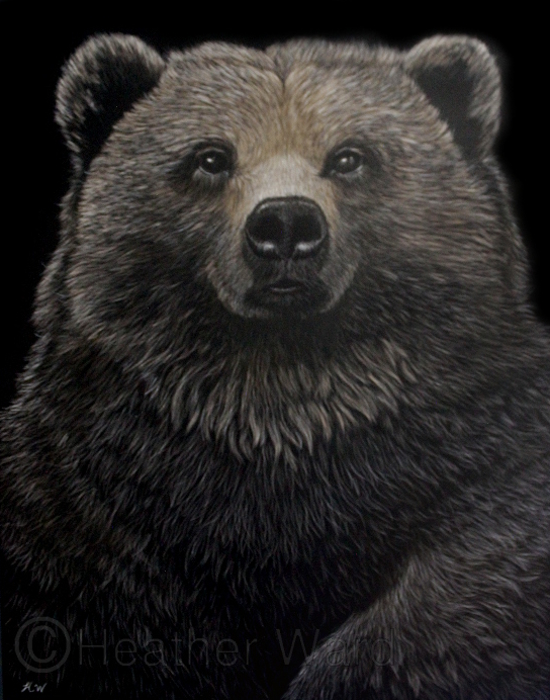 Brown Bear