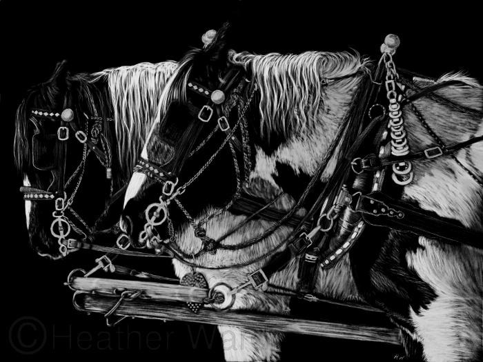 Domestic Horse