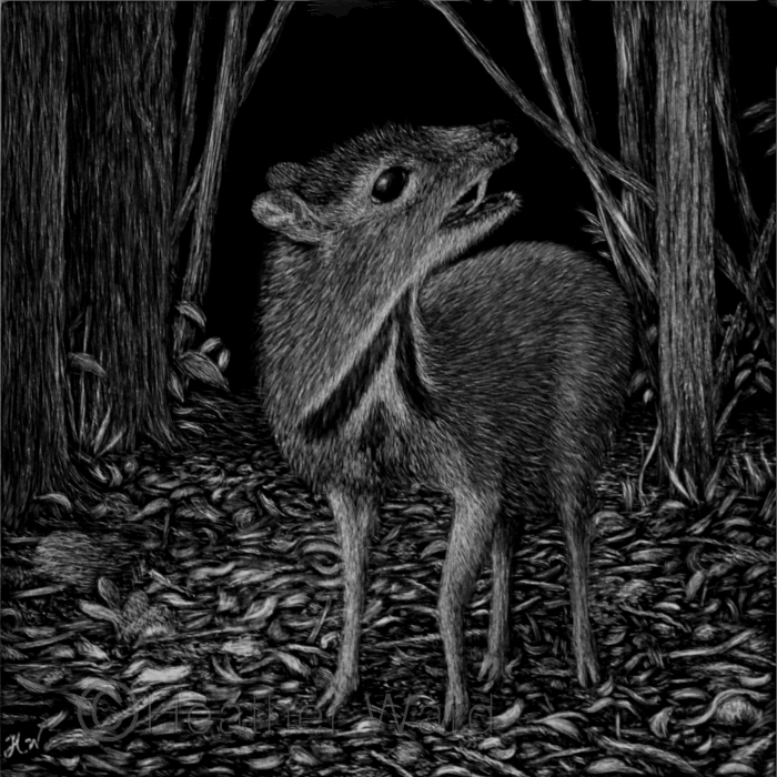 Java Mouse-deer