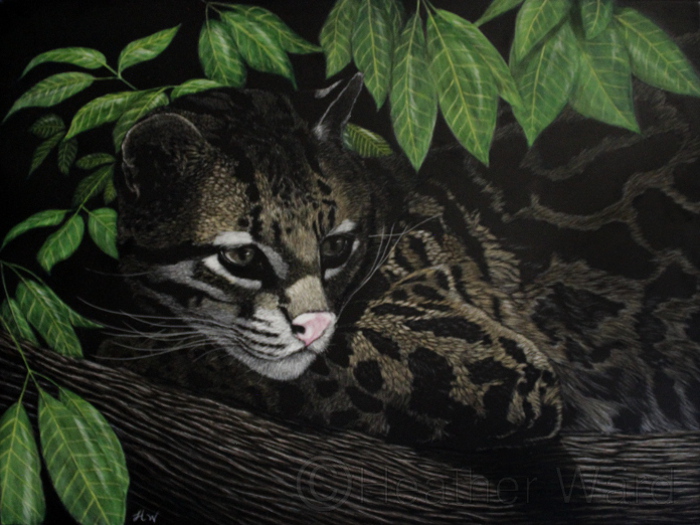 Ocelot