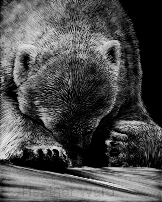 Polar Bear