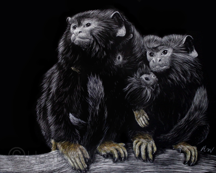 Red-handed Tamarin