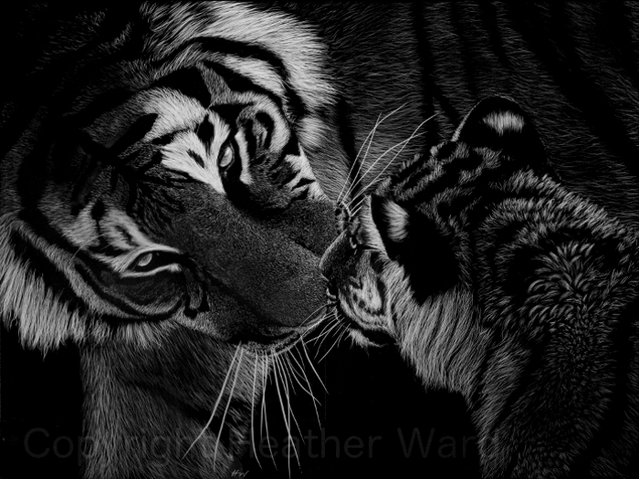 Bengal Tiger